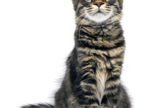 Mackerel Tabby Maine Coon Hot Sex Picture