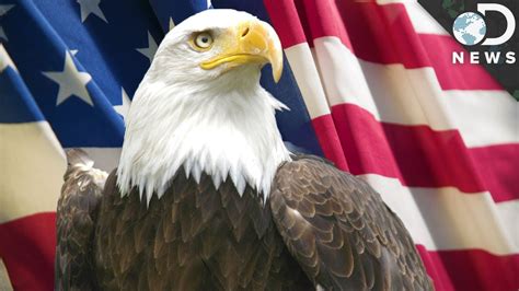 9 Facts You Didnt Know About Bald Eagles Youtube