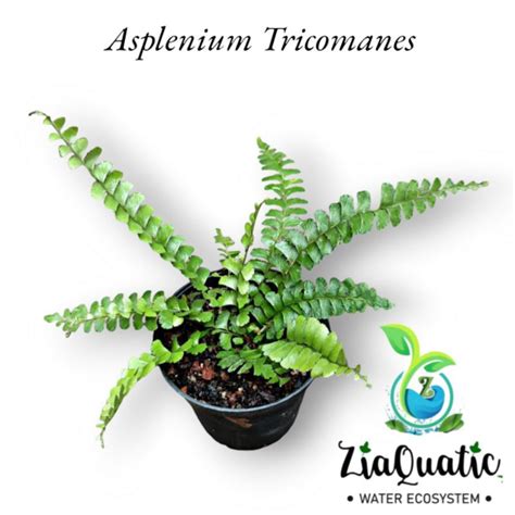 Jual Asplenium Trichomanes Paku Pakuan Tanaman Hias Paludarium Fern