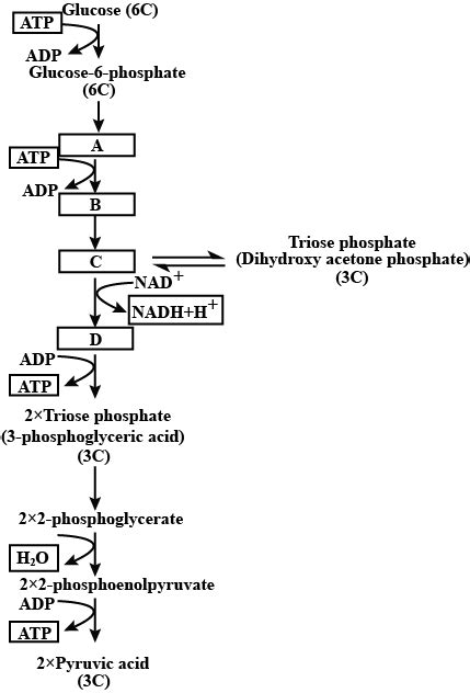 Simple Glycolysis Process Diagram