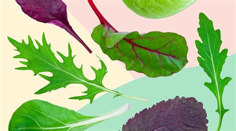 7 Types Of Lettuce That Will Get You Excited About Salad