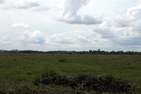 Cattle Grazing On Farlington Marshes Martyn Pattison Cc By Sa 2 0