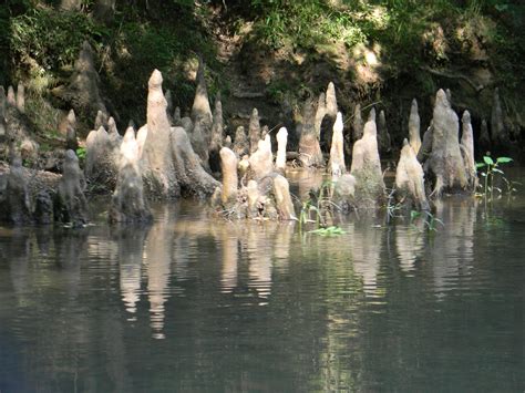 Kayaking Cypress Creek Florence Alabama 6 2 11 Cypress Knees Are