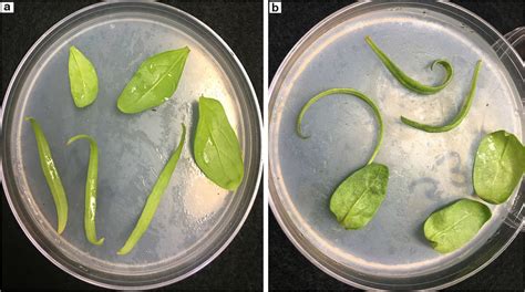 Downy Mildew Disease Response Of The Spinach Cultivars Inoculated With