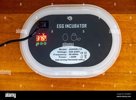 incubateur électrique de 220 240 volts avec contrôle de la température