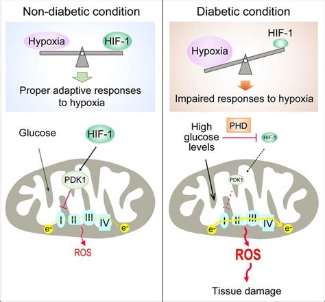 Repression Of Hypoxia Inducible Factor Contributes To Increased