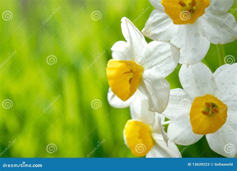 White Daffodils Stock Photos - Image: 13639223