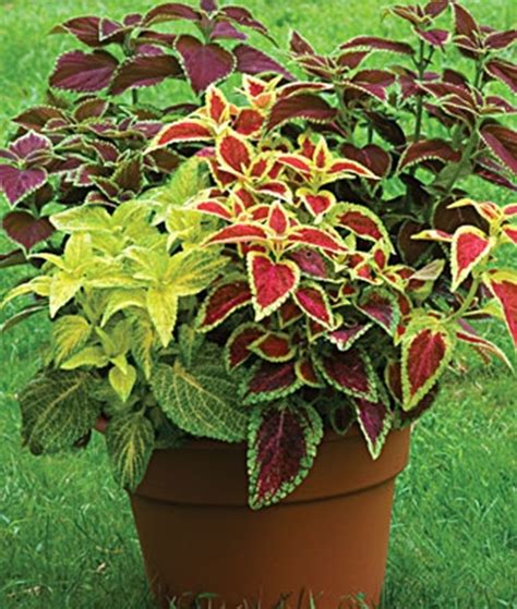 Coleus Rainbow Mixed Colors Plants Container Gardening Outdoor Plants