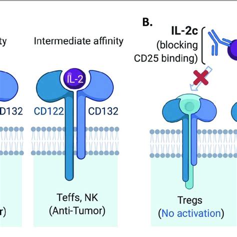 Graphic Illustration Of IL 2 Receptor And IL 2 Complex A High