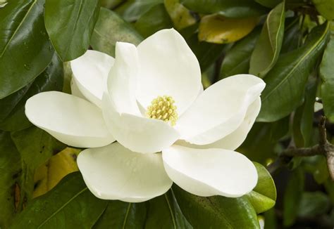 How To Grow And Care For Magnolia Trees