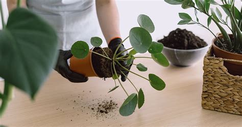 When And How To Repot Pilea Chinese Money Plant The Garden Magazine