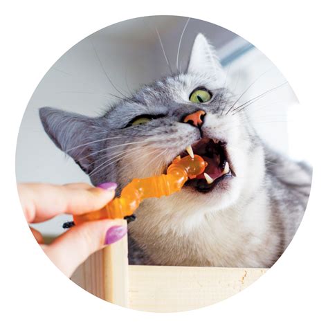 11 Tips For Improving Your Cat's Behaviour - Modern Cat