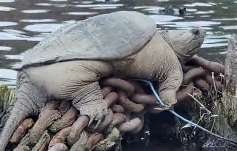 Chonkosaurus Plump Chicago Snapping Turtle Captured On Video Goes Viral Infonews