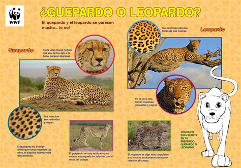 Es Un Guepardo O Un Leopardo Wwf Espa A