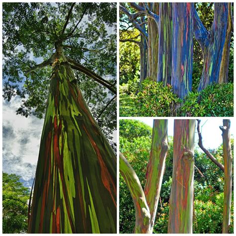 Eucalyptus Deglupta Is A Tall Tree Commonly Known As The Rainbow Eucalyptus Mindanao Gum Or