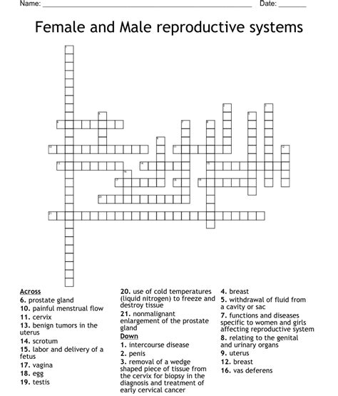 Female And Male Reproductive Systems Crossword Wordmint