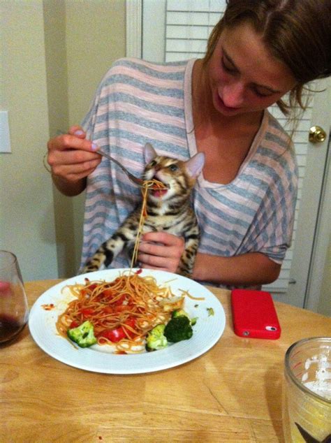 Scared cat being fed with spaghetti : r/MemeTemplatesOfficial