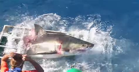 Diver Recounts His Encounter With A Cage Breaking Great White Shark