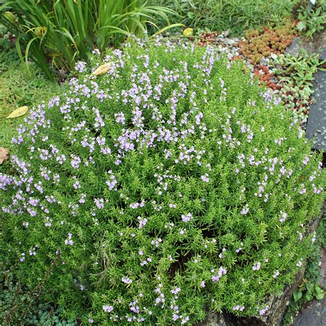 Bohnenkraut Satureja Montana Native Plants Pflanzenversand