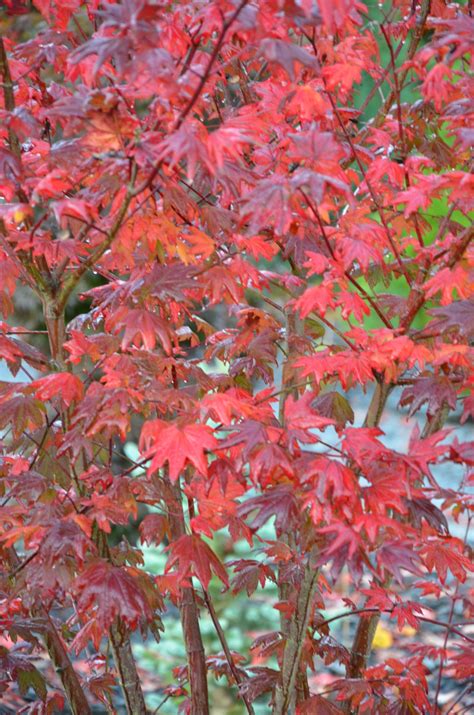Buy Acer circinatum 'Burgundy Jewel' Japanese Maple — Mr Maple │ Buy