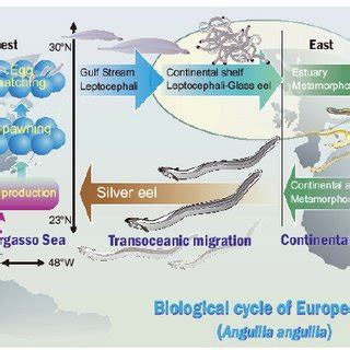 Biological cycle of the European eel ( Anguilla anguilla ). | Download Scientific Diagram