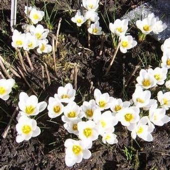 Krokus Crocus Chrysanthus Miss Vain