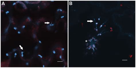 Frontiers Chloroplast Signaling Within Between And Beyond Cells