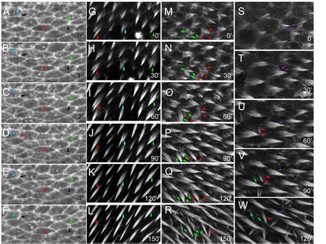 Figure 2 From The Drosophila Planar Polarity Gene Multiple Wing Hairs