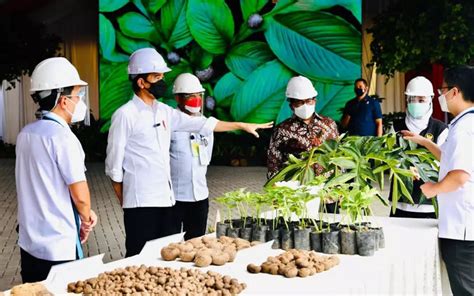 Investor Bangun Pabrik Porang Di Lombok Barat