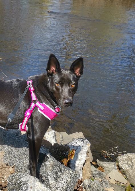 Westchester SPCA adoption rates soar after local campaign 10