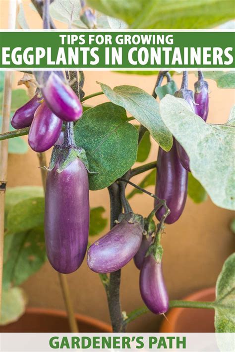 How To Grow Eggplant In Containers Gardeners Path