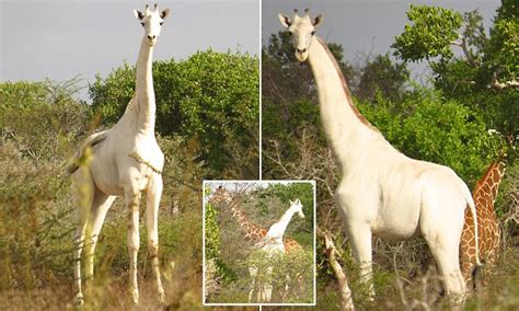 Rare Albino Giraffe With No Markings On Its Hide Is Spotted Grazing