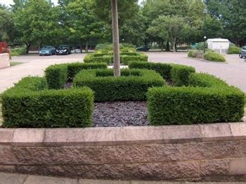 X Cm Box Buxus Sempervirens Field Grown Bare Root Hedging