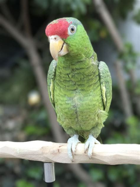 Mexican Red Headed Amazon Parrot Parrot Bird Parrot Amazon Parrot