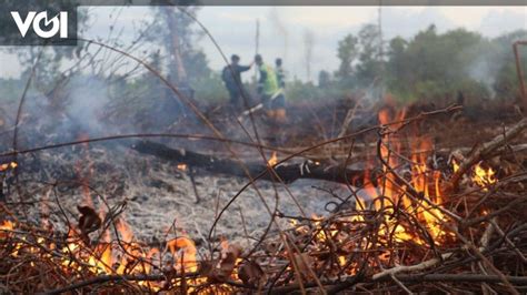 BNPB Asks KLHK To Take Firm Action Against Forest Burning Perpetrators