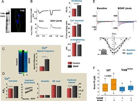 Figure From Constitutive Bdnf Trkb Signaling Is Required For Normal