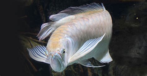 Platinum white Arowana - Tropical Fish Farm