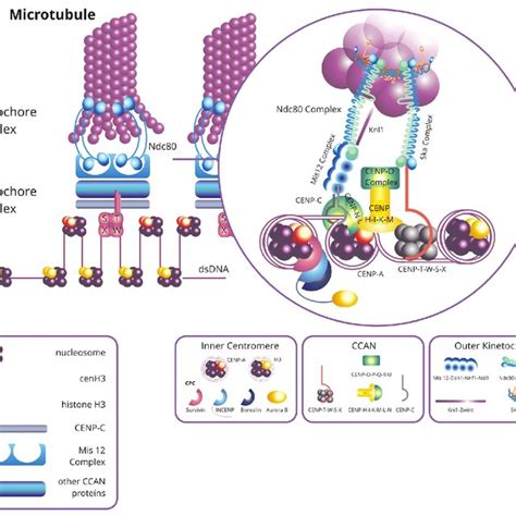 Epigenetic Modifications In Centromeric And Pericentric Chromatin