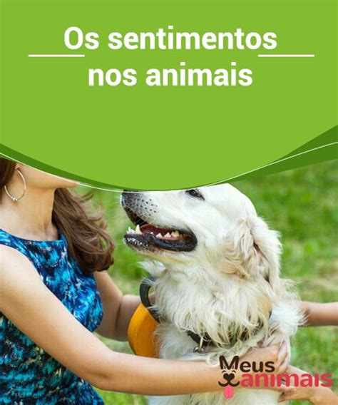 Sentimentos nos animais Todos eles o têm Não existem dúvidas de que