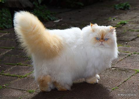 Red Himalayan Cat