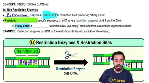 Restriction Enzymes Sticky Ends