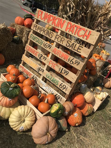 Pumpkin Patch Pallet Sign Trader Joe S McKinney Texas Pumpkin Patch