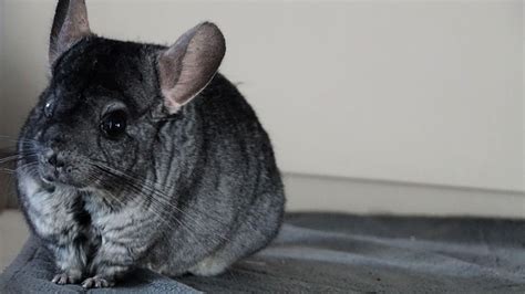 chinchilla rodent  photo  pixabay pixabay
