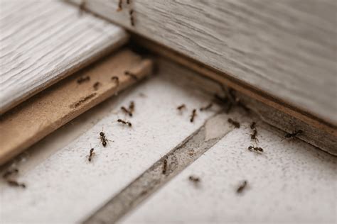 How To Get Rid Of Ants In Arizona Insectek Pest Solutions