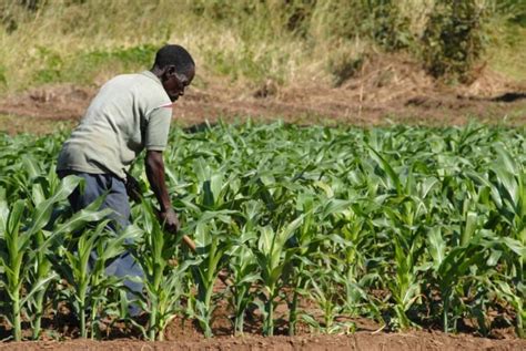 Sap Develops Solution To Connect Smallholder Farmers To Agricultural