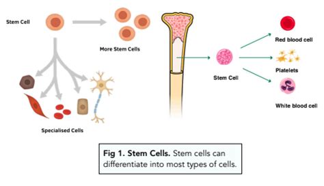 Stem Cell Division Diagram