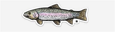 Bellavanceink Rainbow Trout Pen And Ink Watercolor Illustration Etsy