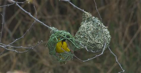 Feathered Architects: How Do Birds Build Nests? - The Worlds Rarest Birds