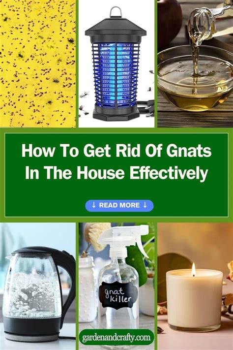 How To Get Rid Of Gnats In The House Effectively