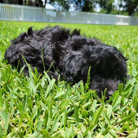 Milo Black Maltipoo Puppy Male Micheles Puppies And Paws